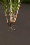 European woodland sedge